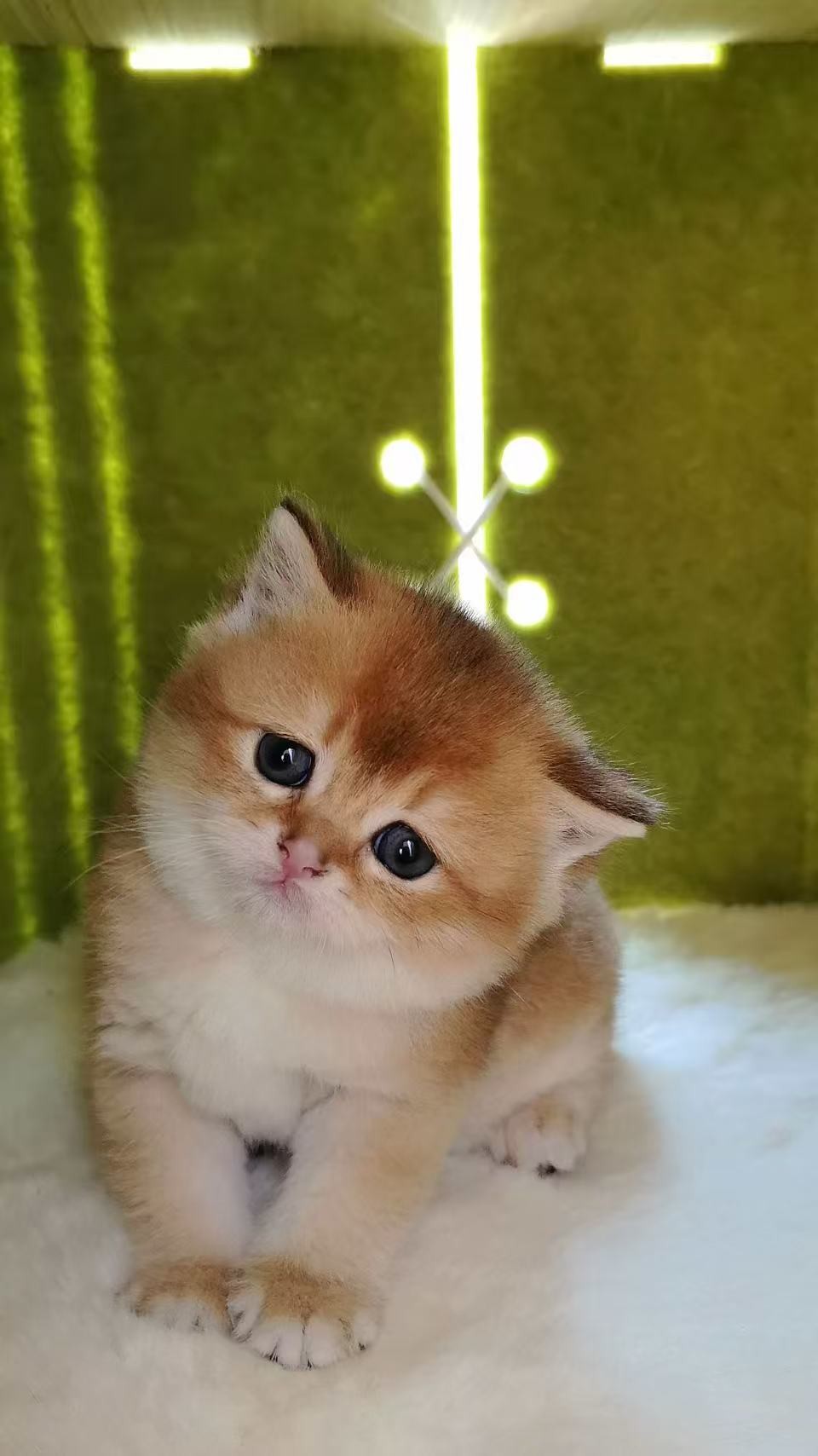 Panghu, Zehao Sha's cat